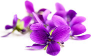 Fleur de Bach violet